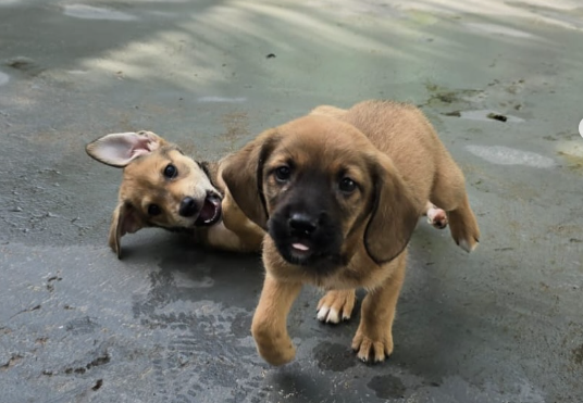 Cachorros resgatados pelo projeto Caiçarinhas